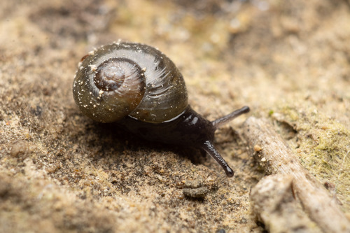 Oligolimax annularis