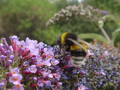Bombus