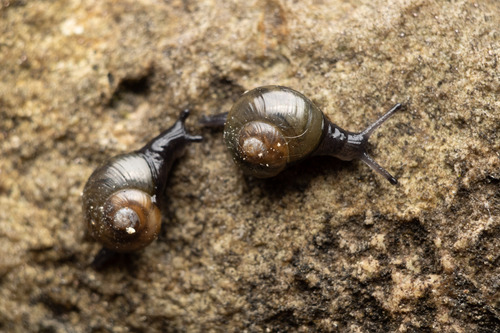 Oligolimax annularis