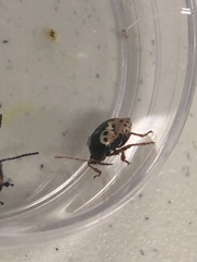 Calligrapha confluens