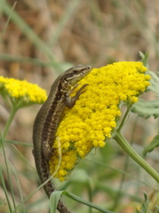 Podarcis muralis