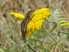 Podarcis muralis
