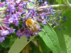 Bombus pascuorum