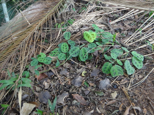 Maranta leuconeura