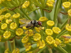 Anthomyia procellaris