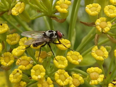 Anthomyia procellaris