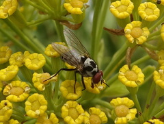 Anthomyia procellaris