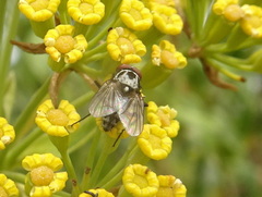 Anthomyia procellaris