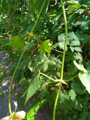 Humulus lupulus neomexicanus