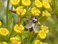 Anthomyia procellaris