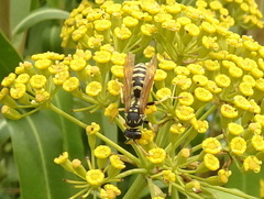Polistes