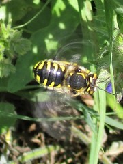Anthidium