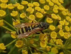 Polistes