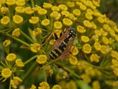Polistes