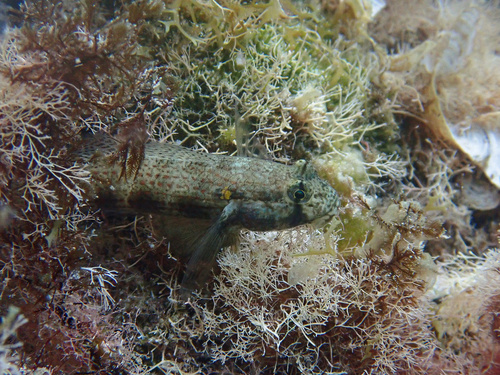 Goldspot goby (Gnatholepis thompsoni) — Gobiidae — 3