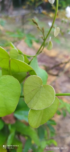 Image of Cissampelos pareira by no rights reserved