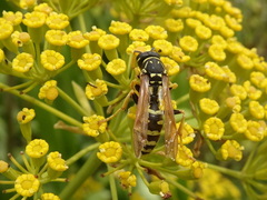 Polistes