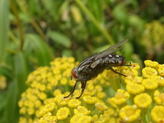 Sarcophaginae
