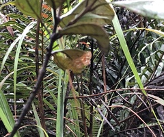 Cymoriza