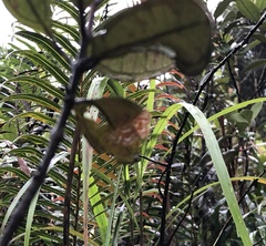 Cymoriza