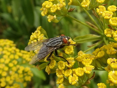 Sarcophaginae