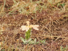 (c) Peter Archdale, some rights reserved (CC BY) Crossandra subacaulis, photograph (c) Peter Archdale, some rights reserved (CC BY)