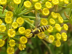 Sphaerophoria scripta