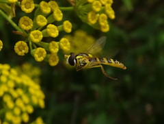 Sphaerophoria scripta