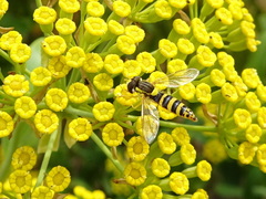 Sphaerophoria scripta