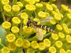 Sphaerophoria scripta