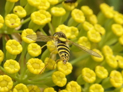 Sphaerophoria scripta