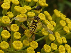 Sphaerophoria scripta