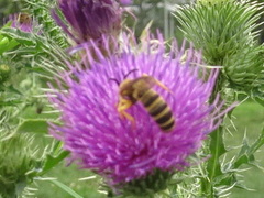 Halictus scabiosae