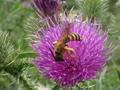 Halictus scabiosae