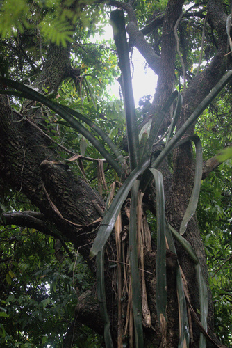Aechmea floribunda (Aechmea floribunda)