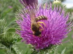 Halictus scabiosae