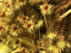 Breutelia chrysocoma