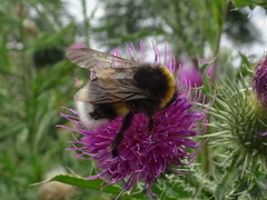 Bombus
