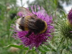 Bombus