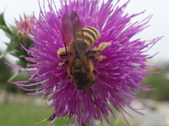 Halictus scabiosae
