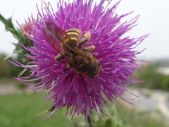 Halictus scabiosae