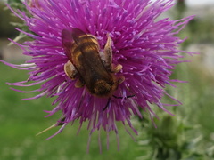 Halictus scabiosae