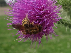 Halictus scabiosae