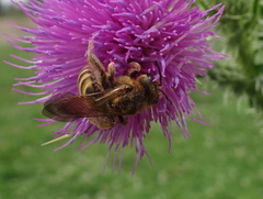Halictus scabiosae