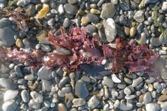 Gloioderma sparlingiae