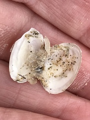 Cryptomya californica