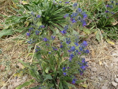 Echium vulgare