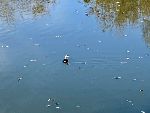 iNaturalist observation photo of Pied-billed Grebe