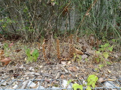 Orobanche hederae