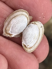 Cryptomya californica